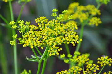 Parsnip (Pastinaca sativa), growing in nature.
