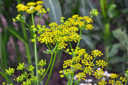 Parsnip (Pastinaca sativa), growing in nature.