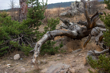 Fallen tree after a storm.