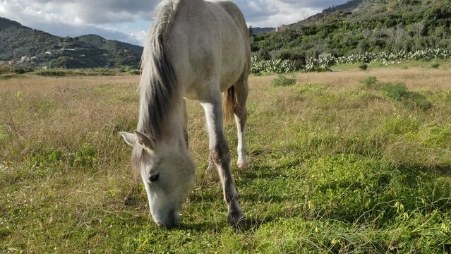 White horse grazing in a pasture. Beautiful mare eating in meadow in mountain landscape.