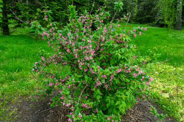 Weigela  (Caprifoliaceae)