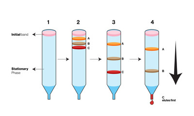 Isolated size exclusion chromatography illustration in white background.