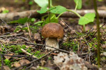 Russia. Leningrad region. August 29, 2021. Edible white mushroom in a clearing in the forest.