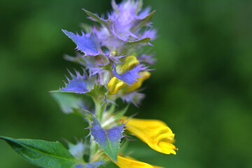In spring, melampyrum nemorosum blooms in the forest