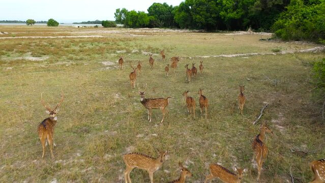 Herd of deer among tropical thickets in the national park of Sri Lanka.