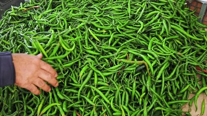 South Asian man selecting fresh, raw green chilies on a market stall.  Slow motion.