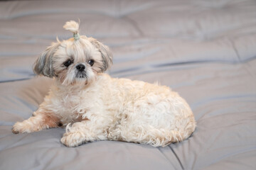 A cute fluffy purebred Shih Tzu, Shitzu dog. Adorable light puppy Shi-tzu on grey bed, cushion, sofa, couch.