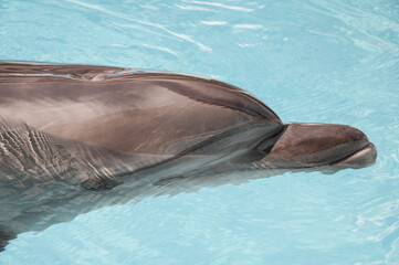 The dolphin's head in the azure water of the pool.