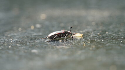 insect, close up, wild