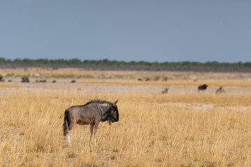 Buffalo bull in the wild. Safari in Africa, African savannah wildlife.