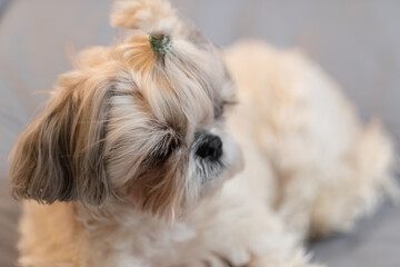 A cute fluffy purebred Shih Tzu, Shitzu dog. Adorable light puppy Shi-tzu on grey bed, cushion, sofa, couch.