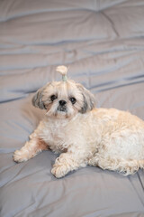 A cute fluffy purebred Shih Tzu, Shitzu dog. Adorable light puppy Shi-tzu on grey bed, cushion, sofa, couch.