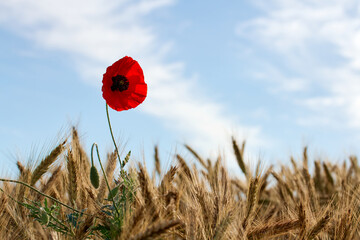 poppy standing out against a barley field and against the blue sky