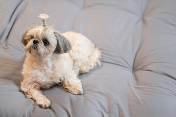 A cute fluffy purebred Shih Tzu, Shitzu dog. Adorable light puppy Shi-tzu on grey bed, cushion, sofa, couch.