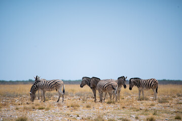 Fototapeta na wymiar Zebra in the wild. Safari in Africa, African savannah. Wildlife, animals.
