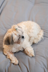 A cute fluffy purebred Shih Tzu, Shitzu dog. Adorable light puppy Shi-tzu on grey bed, cushion, sofa, couch.