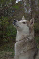 siberian husky dog portrait