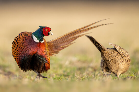 Ringneck Pheasant (Phasianus colchicus) male and female