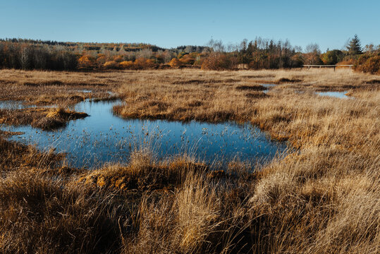 Belgian landscape Hautes Fagnes
