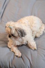 A cute fluffy purebred Shih Tzu, Shitzu dog. Adorable light puppy Shi-tzu on grey bed, cushion, sofa, couch.