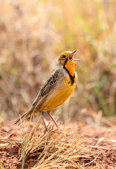 Cape Longclaw, South Africa