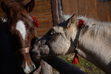 Light and brown horses show feelings for each othe