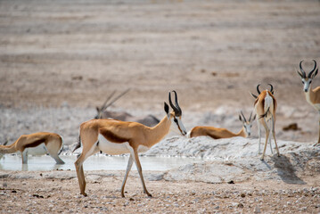 Springbok antelope in the wild. Safari in Africa, African savannah wildlife.