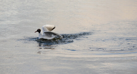 black headed gull