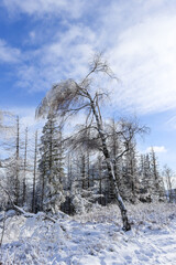 Fototapeta na wymiar Beautiful winter mountain landscape with clear blue sky and snowy trees. Opawskie Mountains, Poland.