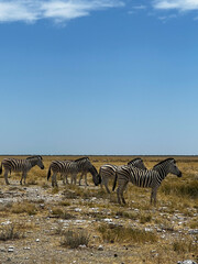 Fototapeta na wymiar Zebra in the wild. Safari in Africa, African savannah. Wildlife, animals.