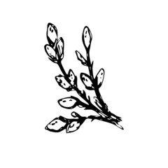 Branch of pussy willow.Willow branch for greeting cards, posters, banners.Vector illustration