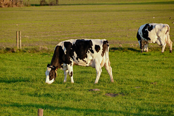 Fototapeta premium Gado leiteiro pastando , vaca holandesa.