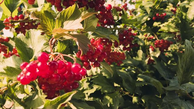 Viburnum opulus or guelder rose is a species of flowering