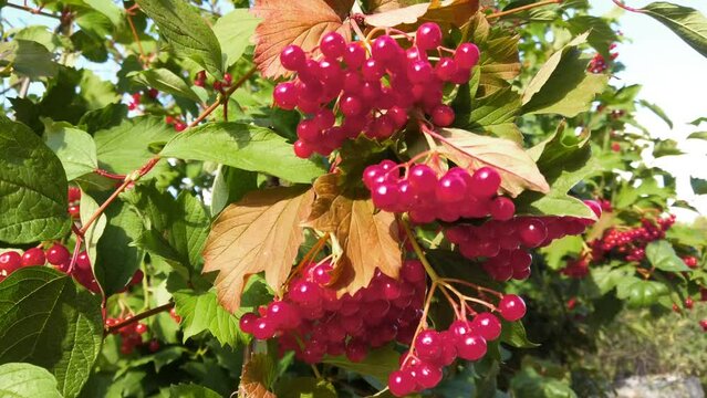 Viburnum opulus or guelder rose is a species of flowering
