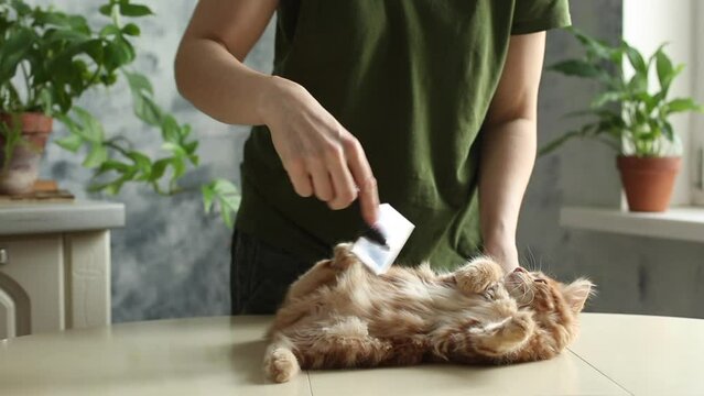 Lovely red thoroughbred kitten. Breed Kurilian Bobtail. Hypoallergenic breed of cats. Combing ginger cat with comb brush at home. Clean animals