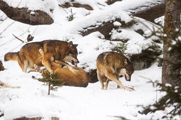 Eurasian wolf (Canis lupus lupus) alpha male fights for position in the pack