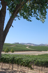 Fototapeta na wymiar sonoma county vineyards california