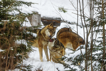 Eurasian wolf (Canis lupus lupus) female submits to the alpha male in the pack