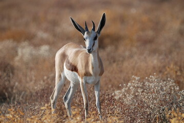 antelope in the wild