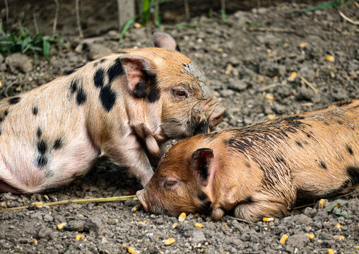 Brother and sister Kune Kune piglets resting after rooting in the mud.