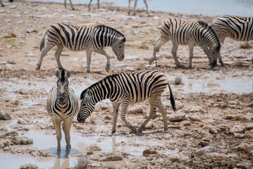 Obraz na płótnie Canvas Zebra in the wild. Safari in Africa, African savannah. Wildlife, animals.