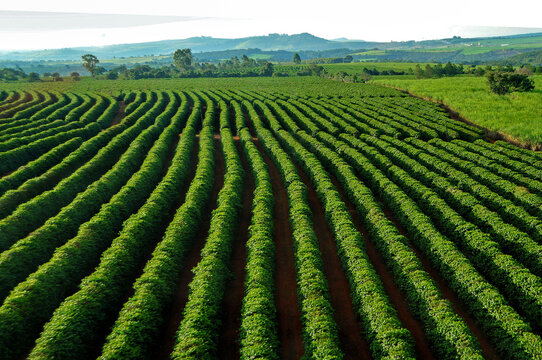 Vista a&eacute;rea de cafezal, campo de caf&eacute;.