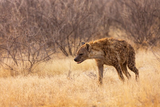 Hyena in Etosha National Park. Namibia