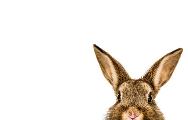 rabbit isolated on white background - 484745510