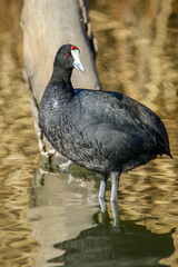 Red-knobbed Coot, South Africa