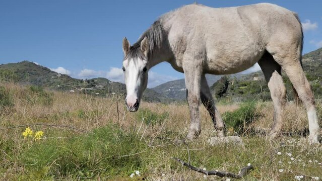 White horse grazing in a pasture. Beautiful young white mare with blue eye shaking head.