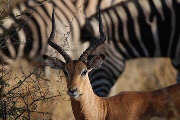 antilope impala dans le parc national kruger