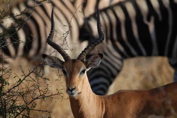 Foto auf Acrylglas Antilope Impala-Antilope im Krüger-Nationalpark