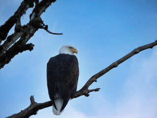 Bald Eagle on a Branch