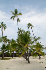 Plakat palm trees
